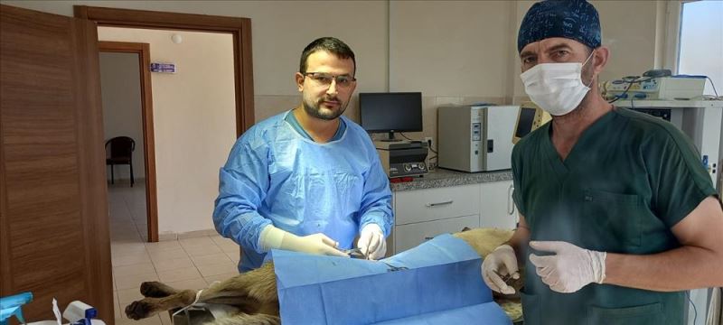 Veteriner Hekimlerle Sokak Hayvanları İçin İş Birliği Yapılıyor
