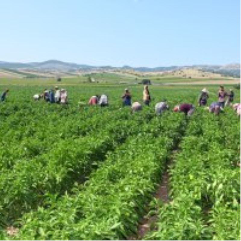 Yenişehir Biberi’ne de tescil belgesi