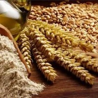 Büyükşehir’den ‘Siyez Buğdayı’ alım desteği